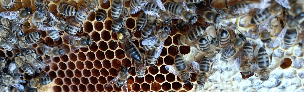 Apis Mellifera Caucasica